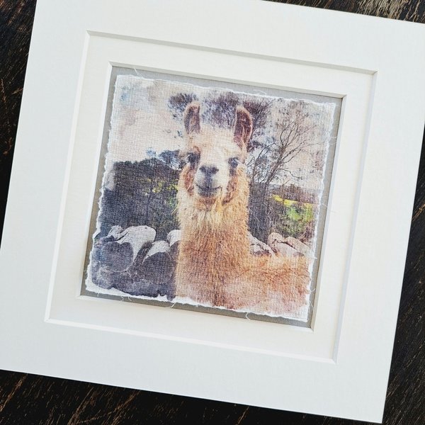 Mini Llama art print. "Contentment"