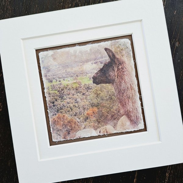 Miniature llama art print  "Herd Matriarch"
