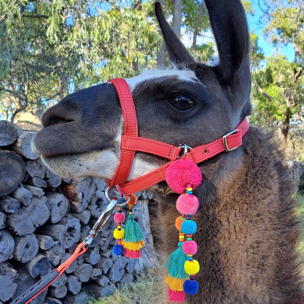 Llama Alpaca colourful Accessories for halter