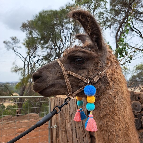 Colourful Llama / Alpaca Halter Tassels