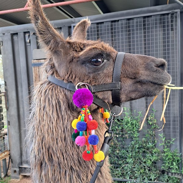Llama or Alpaca Decorative Show Accessories for halter.