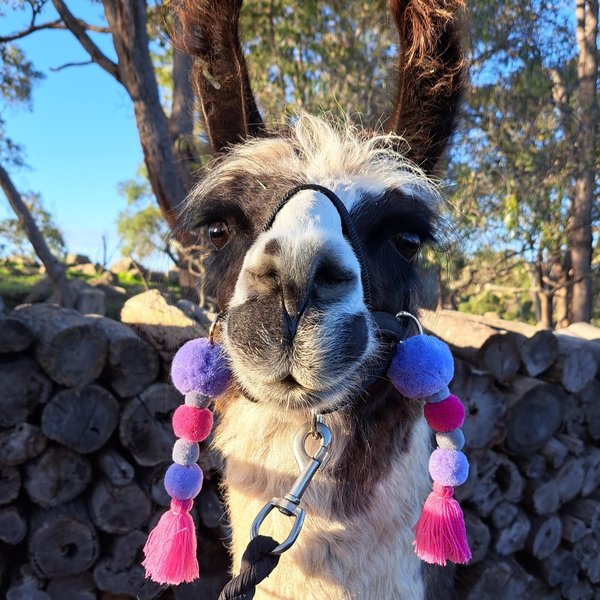 Llama Alpaca Accessories. Pink and Purple Tassel set