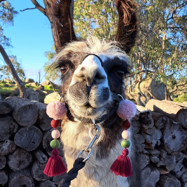 Pink and maroon Llama Halter Tassel Accessories