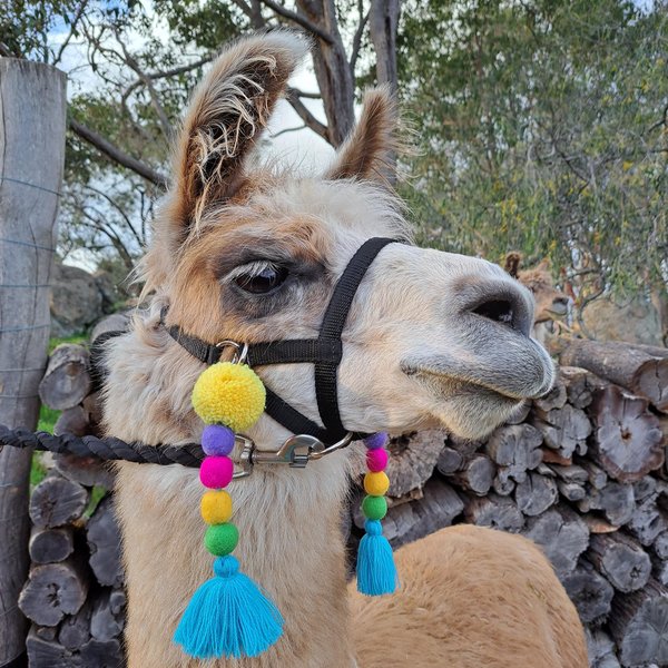 Colourful Llama / Alpaca Halter Tassels