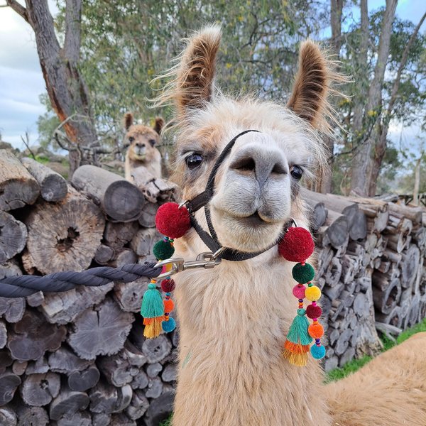 Llama and alpaca accessories