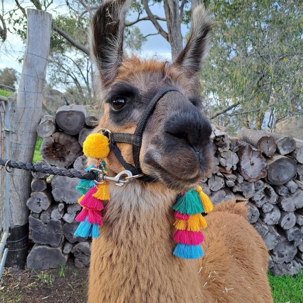 Llama / Alpaca Halter Tassels
