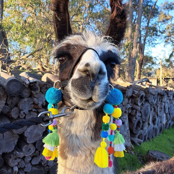 Fun Llama / Alpaca Halter Tassels and Pompoms
