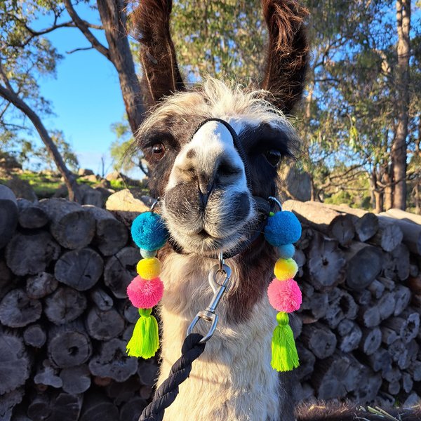Colorful Parade Llama,  Alpaca Tassels. Pink, green and blue