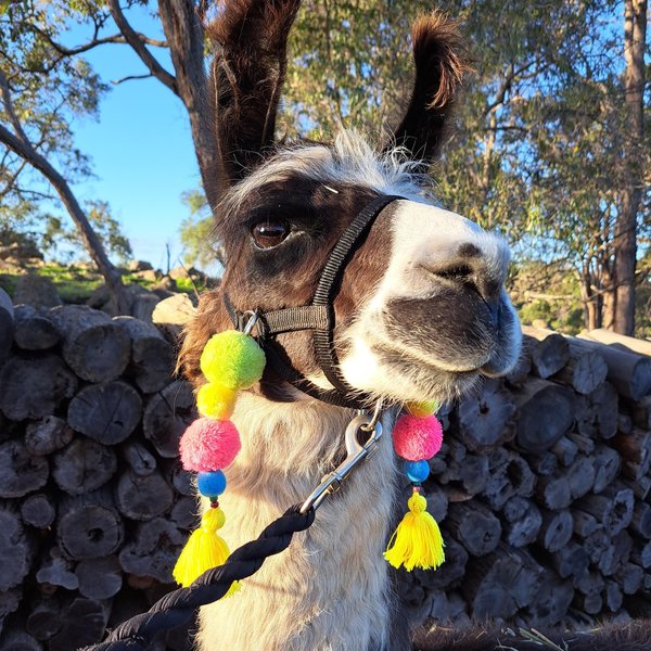 Cheerful Llama or Alpaca Halter Parade Accessories