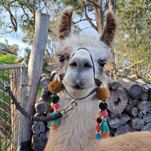 Halter Tassel Set for llamas and alpacas