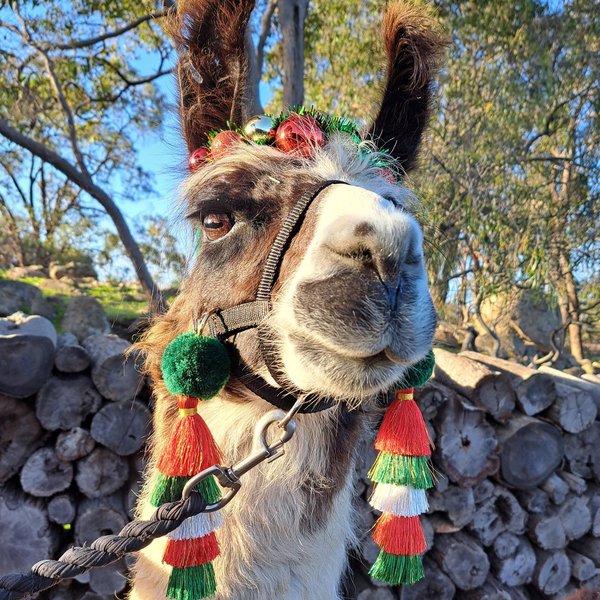 Christmas Llama or Alpaca Halter Tassels.