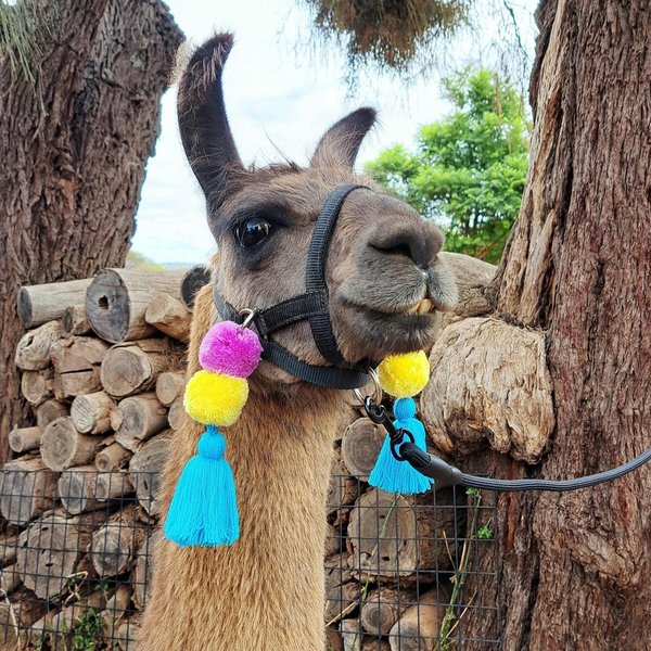 Colorful Llama Alpaca Halter Tassels: Clip On Accessories