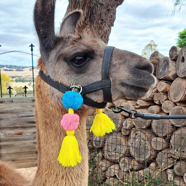 Parade Llama / Alpaca Halter Show Tassels