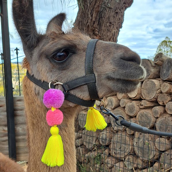 Cheerful Llama or Alpaca Halter Parade Accessories. 