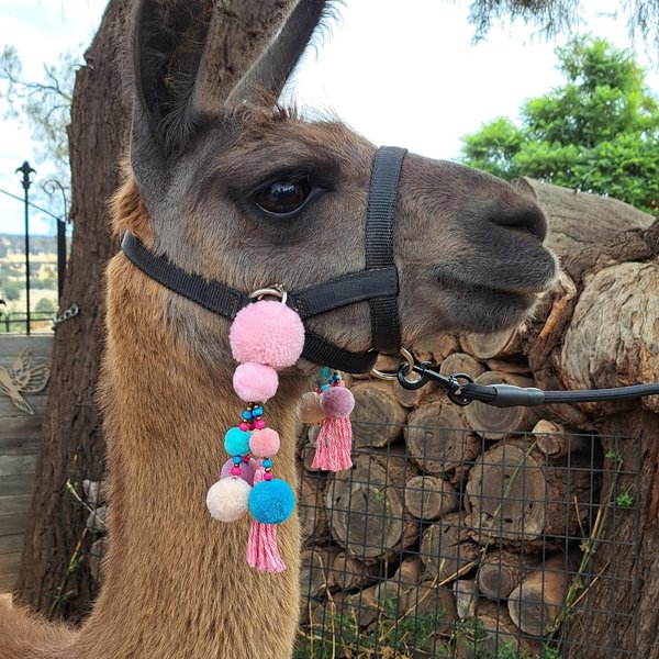 Llama and Alpaca Halter Tassels