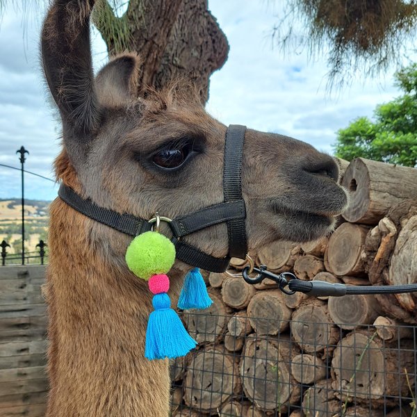 Colourful Llama and Alpaca Halter Tassels