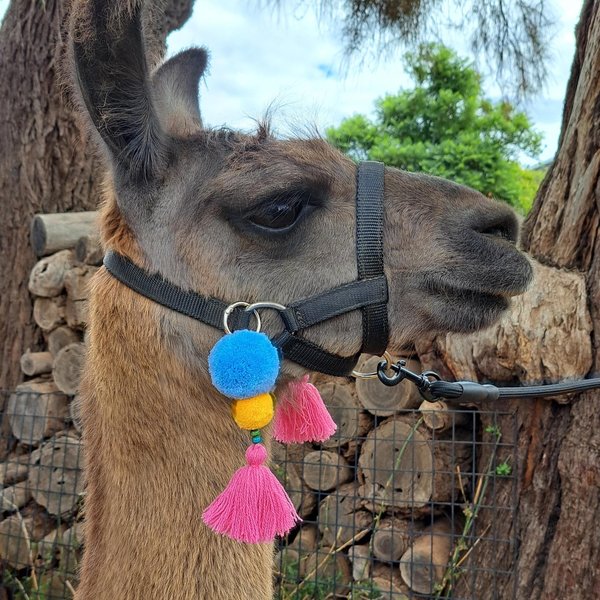 Colourful Llama / Alpaca Halter Clip On Tassels