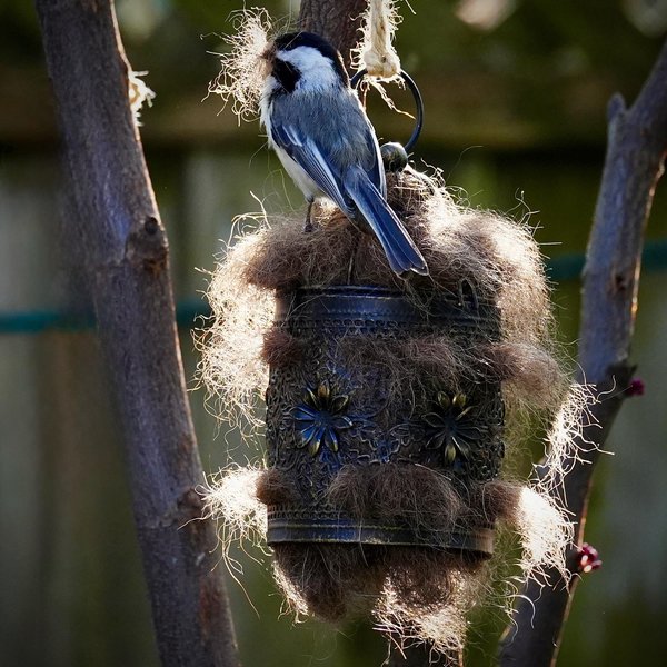 Bird Nester with Llama Fibre. Natural nesting material in decorative metal cage